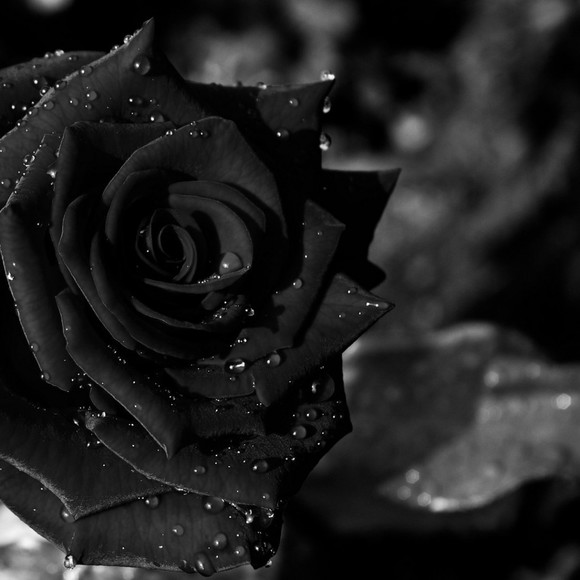 midnightpetals